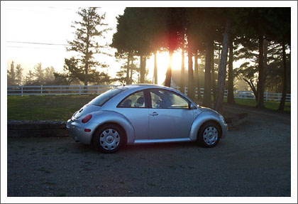 beetle