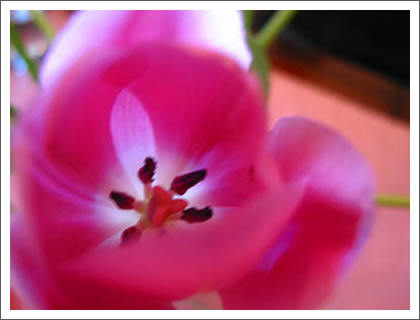 tulip