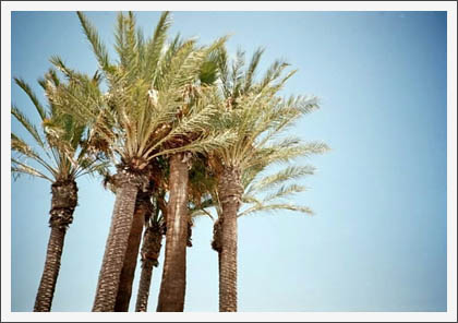 palms.jpg