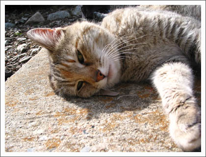 kitty