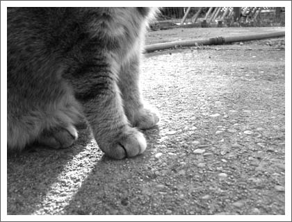paws