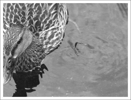 duck