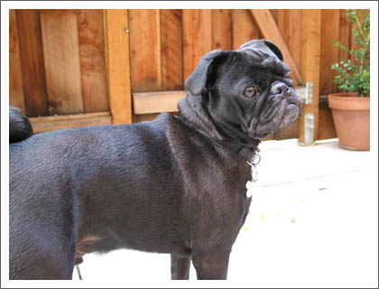 black pug dog