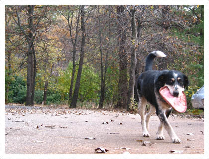 frisbee_max.jpg