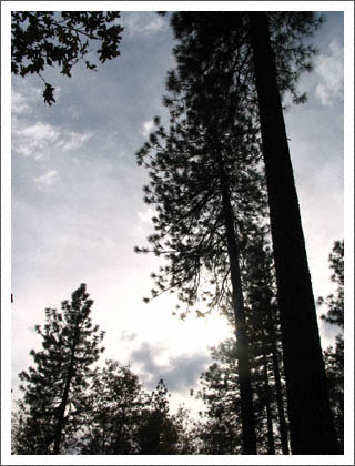 grandpas_trees.jpg