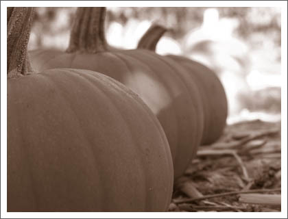 little_pumpkins.jpg