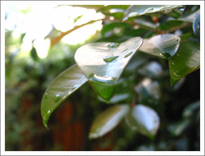 rain_leaf.jpg