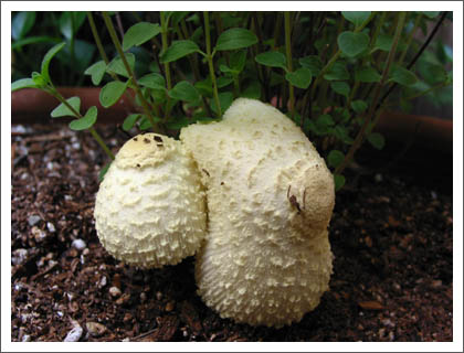 shrooms.jpg