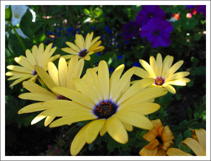 yellow_flowers_2.jpg