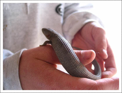 alligator_lizard.jpg