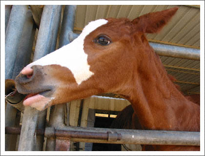 baby_horse.jpg