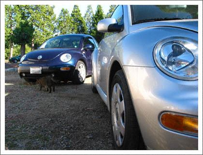 beetles.jpg