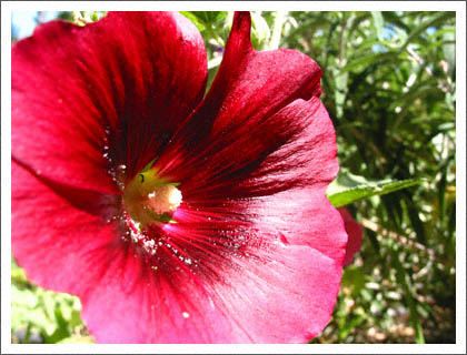 bright_red_flower.jpg
