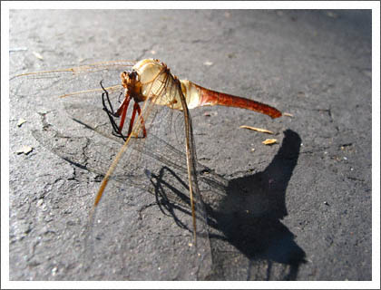 dragonfly_shell.jpg