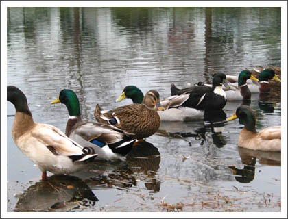 ducks_row.jpg