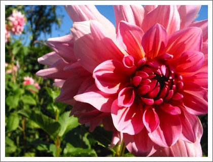 flower_bridge_pink.jpg