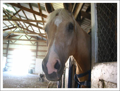 horse_in_the_barn.jpg