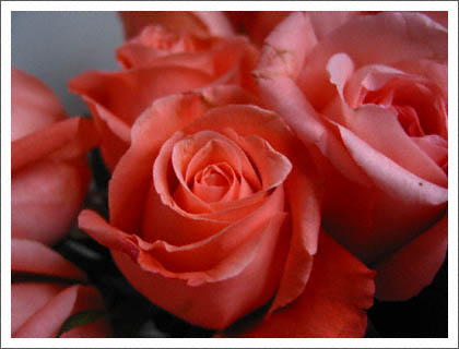 more_pink_roses.jpg