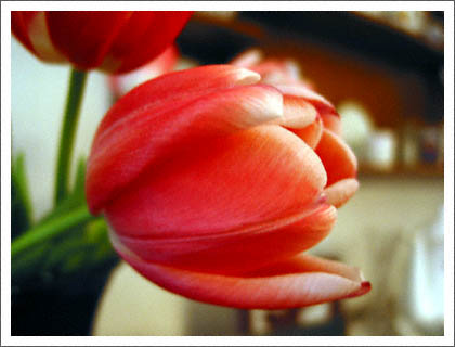 mums_day_tulips.jpg