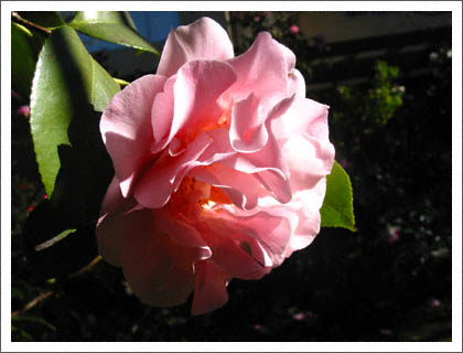 pink_flower.jpg