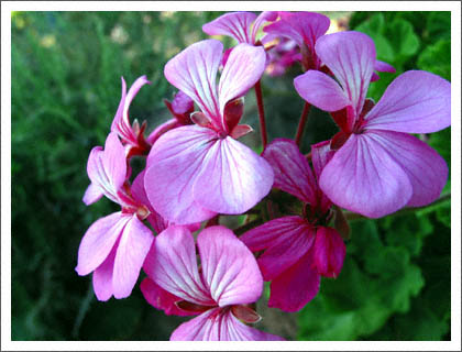 purple_fleurs.jpg