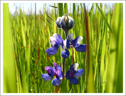 purple_flower_hmb.jpg