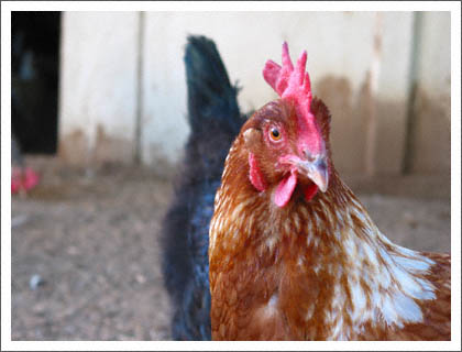 red_chicken.jpg