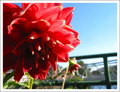 red_flower_MA.jpg