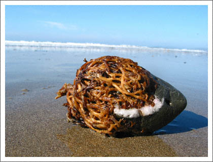 seaweed_rock.jpg