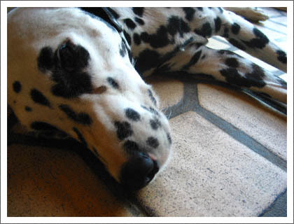 spotty_on_the_floor.jpg