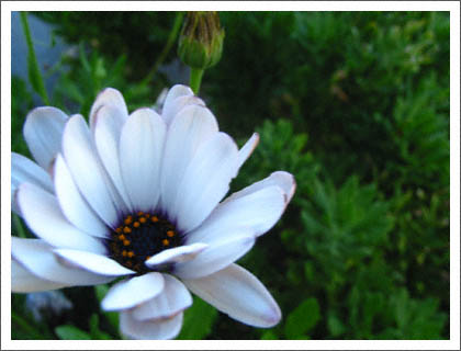 white_and_purple_flower.jpg