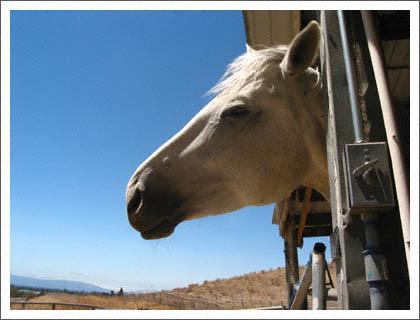 white_horse_blue_sky.jpg