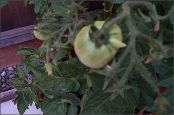 tomato with a tail